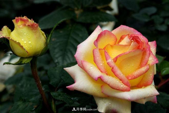 阳台养好月季花技巧，秋天也能有满满收获(图1)