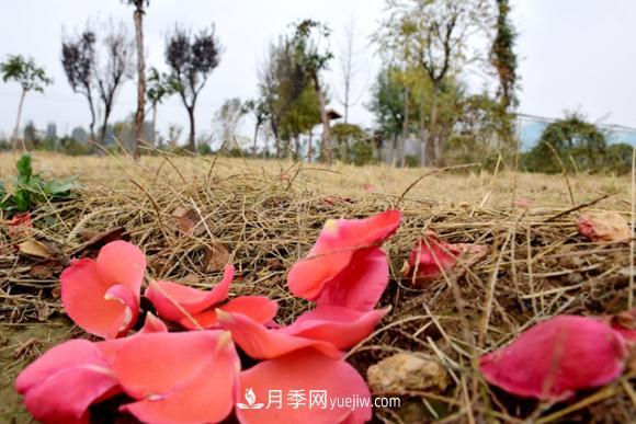 美若仙境！山东滕州市北辛街道这片醉人的月季花海等你来看(图6)