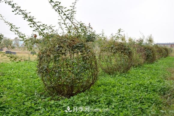 美若仙境！山东滕州市北辛街道这片醉人的月季花海等你来看(图7)