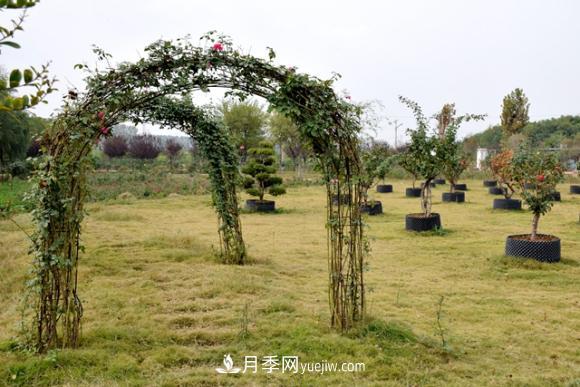 美若仙境！山东滕州市北辛街道这片醉人的月季花海等你来看(图8)