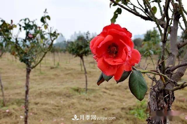 山东滕州北辛街道建成一座月季花海，总占地100亩真漂亮！(图6)