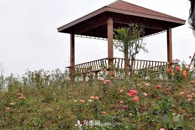 山东滕州北辛街道建成一座月季花海，总占地100亩真漂亮！(图10)