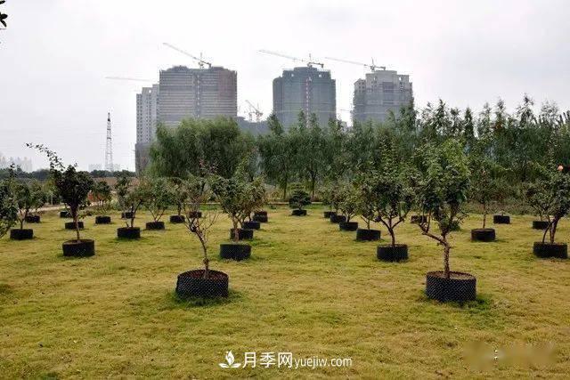 山东滕州北辛街道建成一座月季花海，总占地100亩真漂亮！(图16)