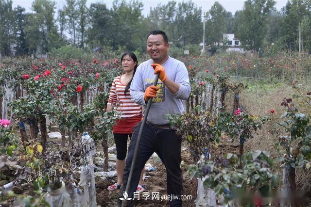 收来的月季老桩15块钱一棵，枯死只能当柴火，走进南阳内乡树形月季园(图1)