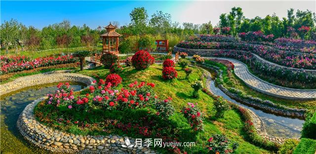 河南南阳：香飘中国月季之乡 美丽盆地花海如潮(图1)