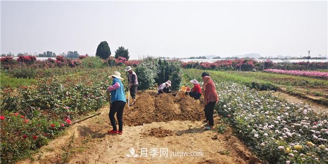 河南南阳：香飘中国月季之乡 美丽盆地花海如潮(图2)