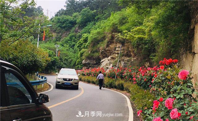 河南南阳：香飘中国月季之乡 美丽盆地花海如潮(图3)