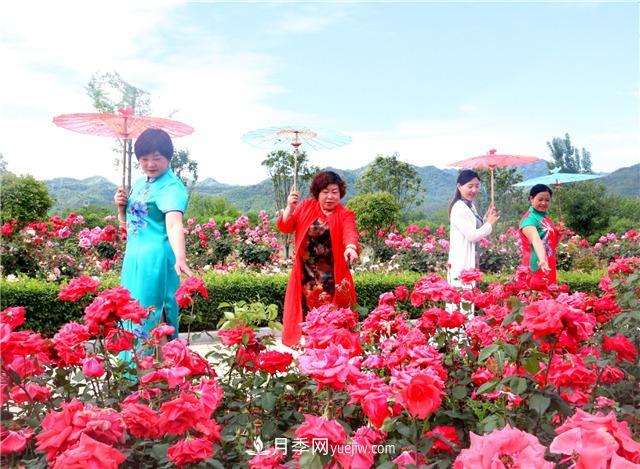 河南南阳：香飘中国月季之乡 美丽盆地花海如潮(图4)