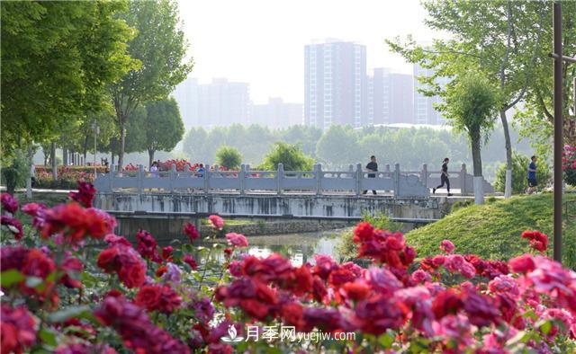 河南南阳：香飘中国月季之乡 美丽盆地花海如潮(图6)