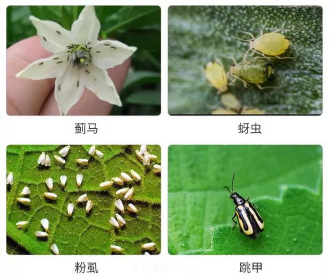 8种花木常用农药介绍，价格便宜效果很好(图2)