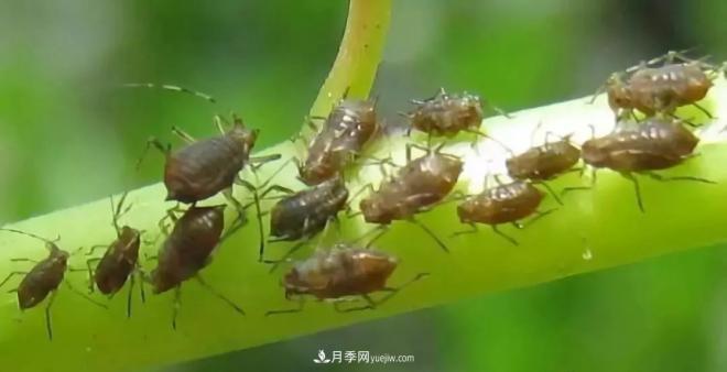 8种花木常用农药介绍，价格便宜效果很好(图5)