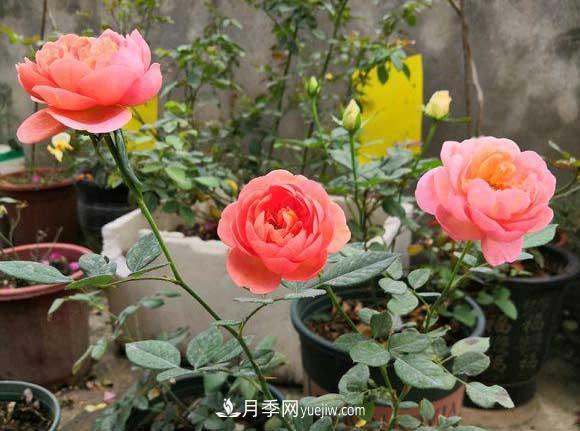 轻松3招养月季，四季开花不断成“花海”(图1)