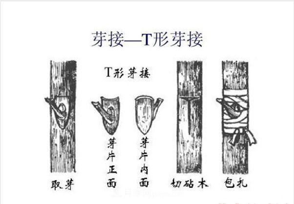 棒棒糖月季这么漂亮，南阳月季花农是如何嫁接出来的？(图3)