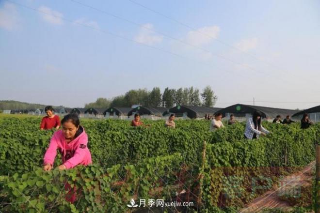 南召玉兰苗木产业:六抓带动激活乡村人才振兴原动力(图1) 南召玉兰苗木产业:六抓带动激活乡村人才振兴原动力(图1)