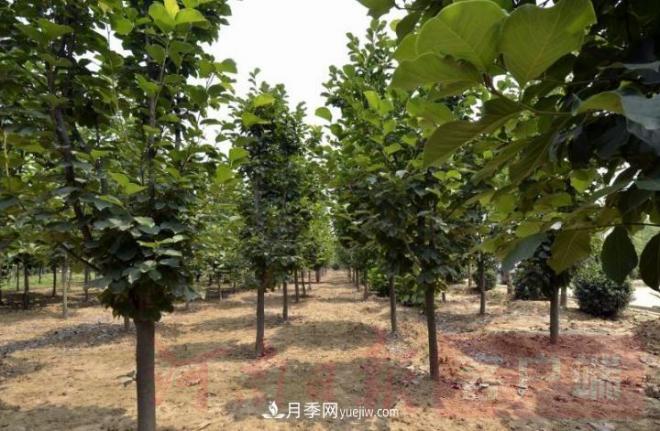 南召玉兰苗木产业:六抓带动激活乡村人才振兴原动力(图2) 南召玉兰苗木产业:六抓带动激活乡村人才振兴原动力(图2)