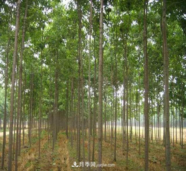 方城县玉兰五角枫苗木种植基地(图2)