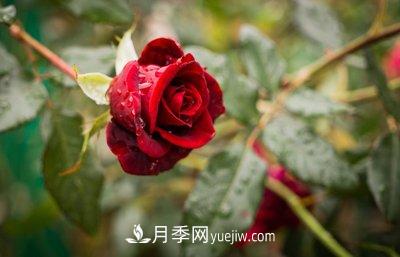 十大***香的月季花排名榜(图1)