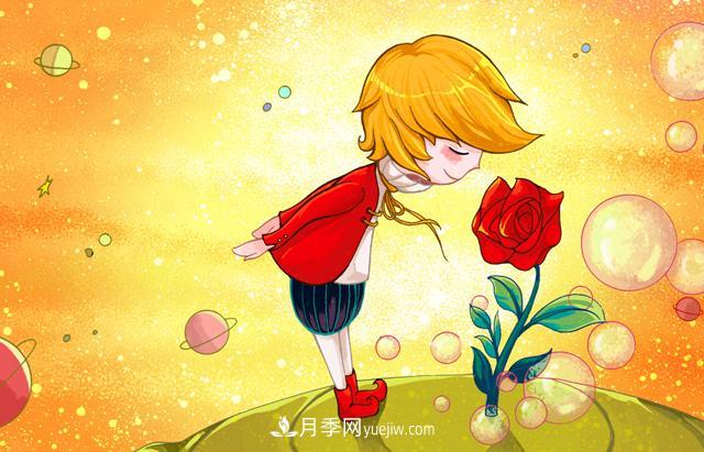 小王子爱的是“月季花”？(图1)