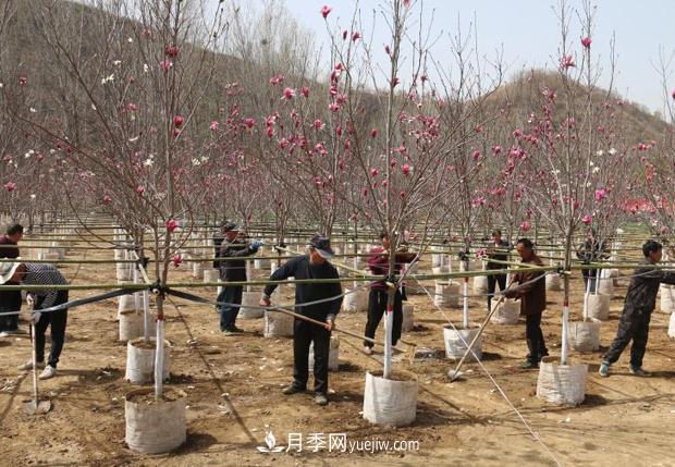 南阳南召：栽下玉兰摇钱树 念活苗木致富经(图1)