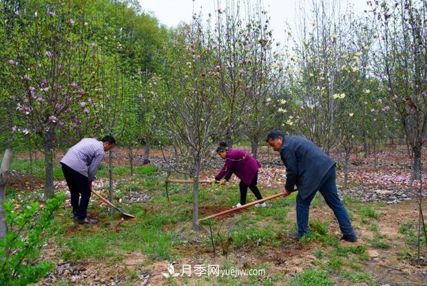 南阳南召：栽下玉兰摇钱树 念活苗木致富经(图3)