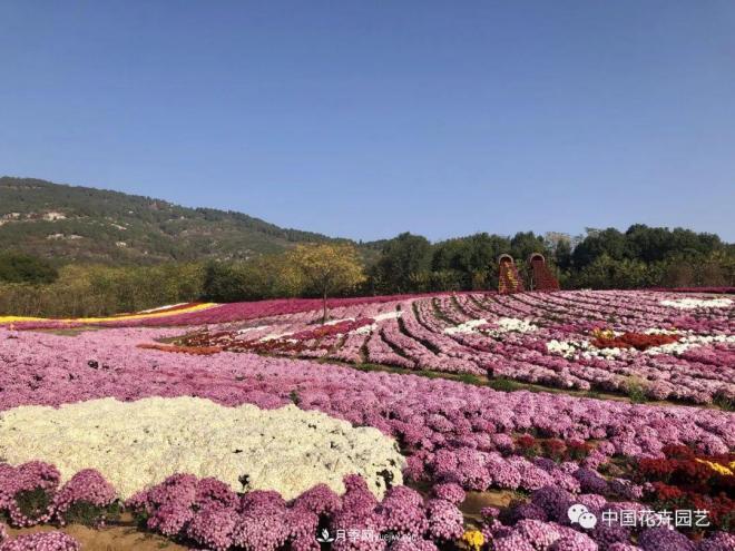内外联合，中国花海探索发展之道(图1)