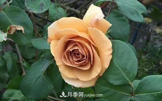 10种复古色月季，气质炸裂！你入手了没？(图5)