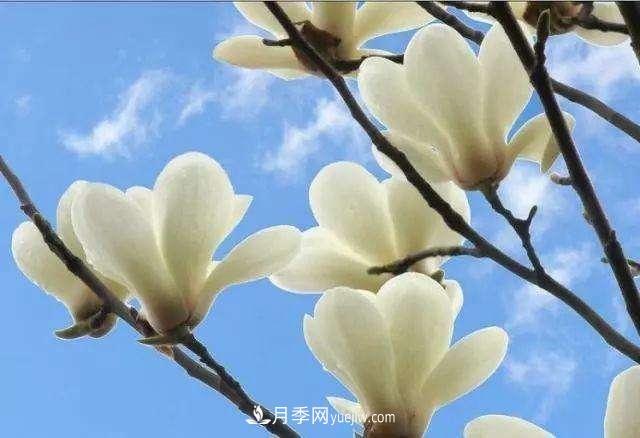 白玉兰花期有多久，花期如何管理？(图1)