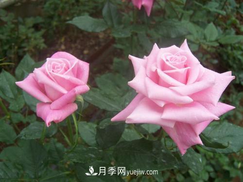 十大***经典月季花，开花***勤(图2)