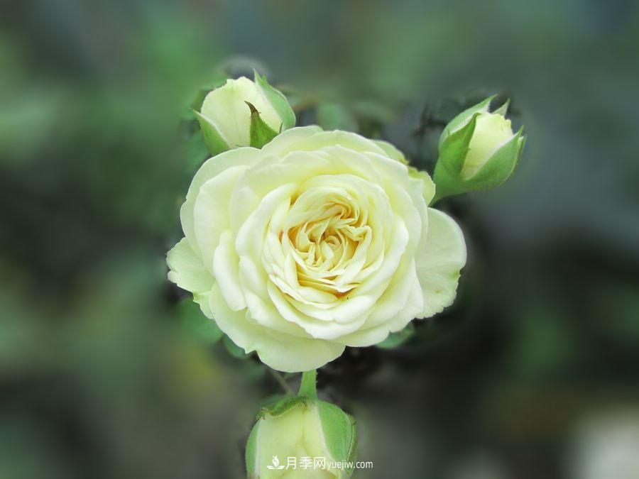 十大***经典月季花，开花***勤(图1)