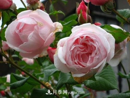 十大***经典月季花，开花***勤(图3)