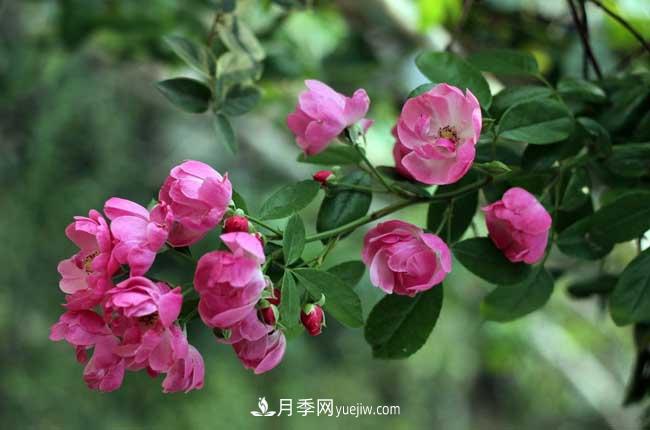 蔷薇花和月季花的区别？月季花期有多长？(图1)