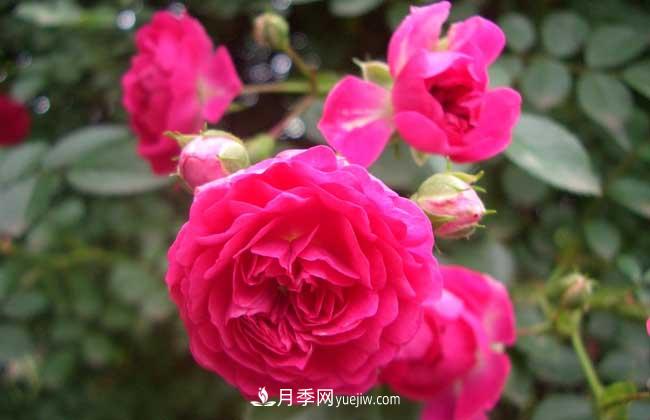 蔷薇花和月季花的区别？月季花期有多长？(图2)