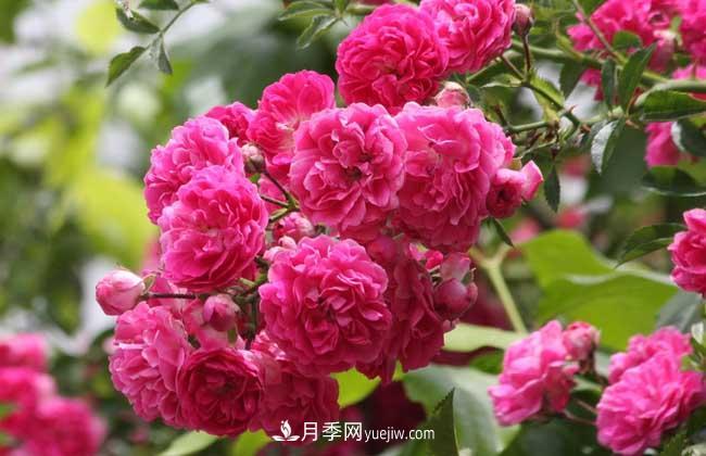 蔷薇花和月季花的区别？月季花期有多长？(图3)