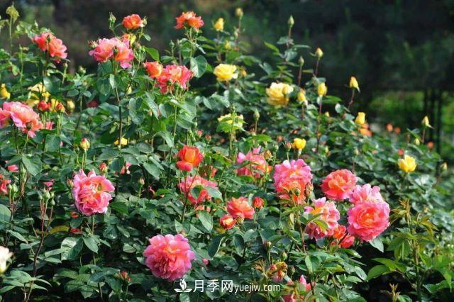 玫瑰花与月季花的区别？玫瑰花语大全介绍(图2)