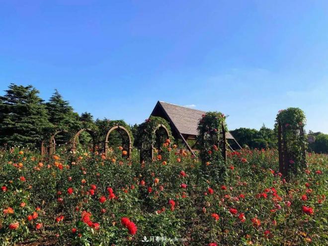 秋日暖阳花盛开，来上海滨江森林公园看金秋***美月季花(图2)