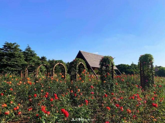 秋日暖阳花盛开，来上海滨江森林公园看金秋最美月季花(图2)