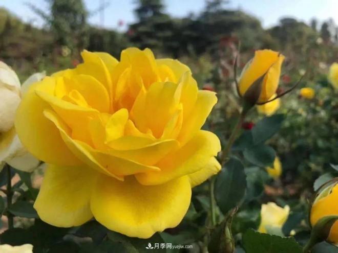 秋日暖阳花盛开，来上海滨江森林公园看金秋***美月季花(图4)