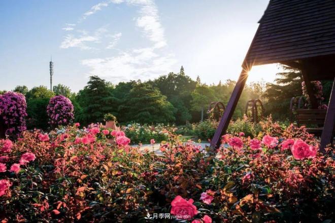秋日暖阳花盛开，来上海滨江森林公园看金秋***美月季花(图3)