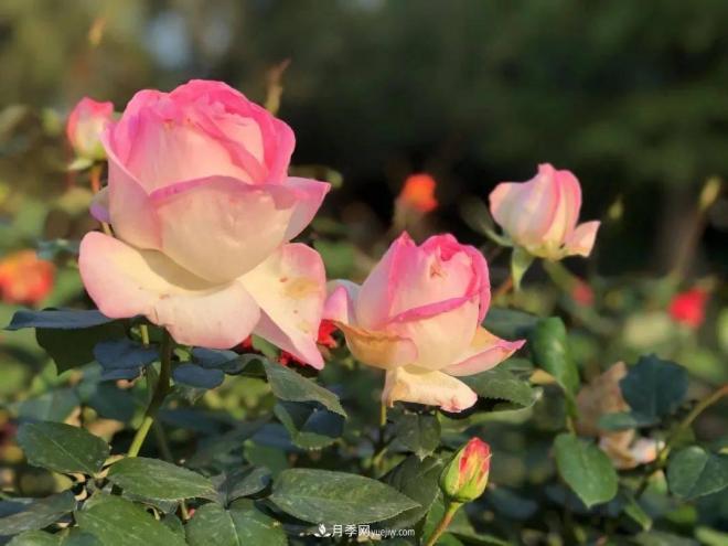 秋日暖阳花盛开，来上海滨江森林公园看金秋***美月季花(图6)