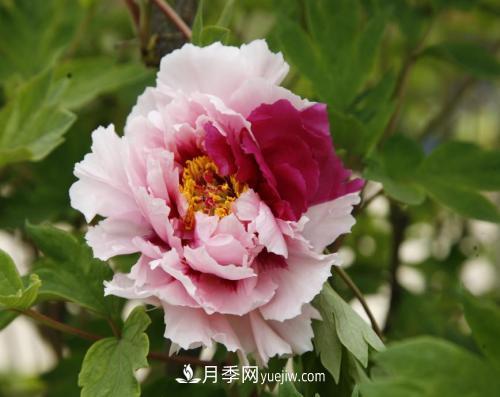 芍药、牡丹、月季的区别？科学修剪办法(图1)