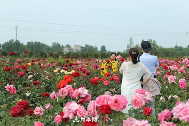 襄阳张建：志做湖北月季花卉领军人(图2)