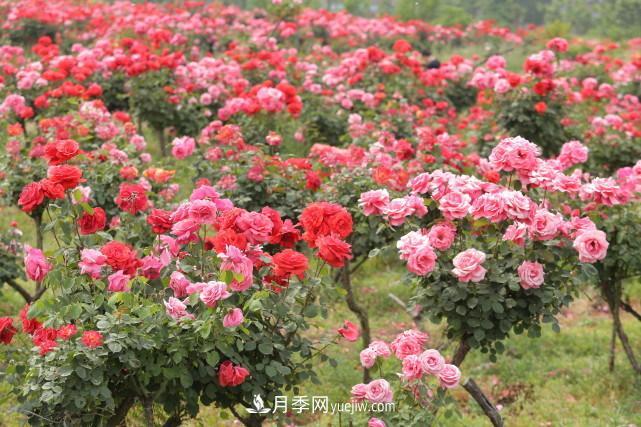 襄阳张建：志做湖北月季花卉领军人(图3)