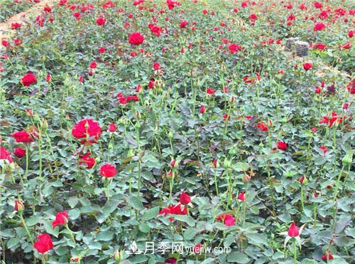 湖北宜昌:年轻夫妻创办月季种植园,累并快乐着!(图1)