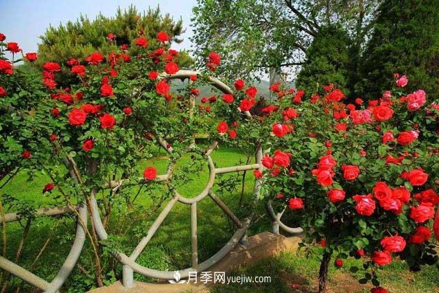 月季花冬天如何剪枝？(图1)