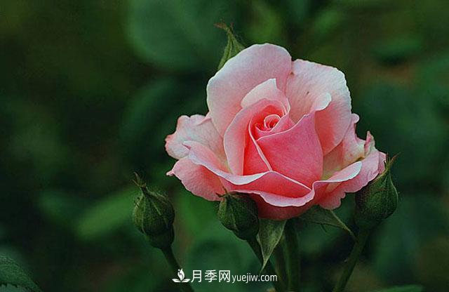 月季花花语(图1)