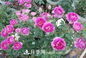 ***香的月季品种是什么？盘点4种浓香月季(图3)