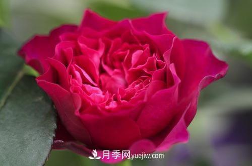 ***香的月季品种是什么？盘点4种浓香月季(图1)