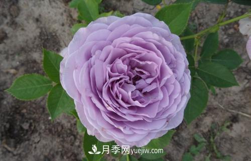 ***香的月季品种是什么？盘点4种浓香月季(图2)