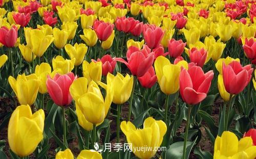 花语代表伤心绝望的花(图1)
