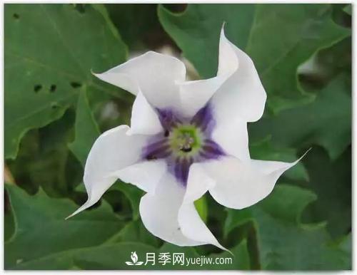花语代表伤心绝望的花(图2)